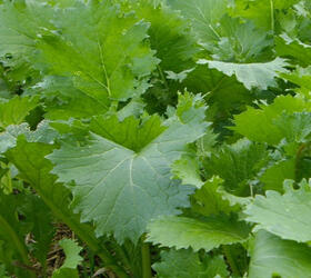 APPIN Stubble Turnip Seed