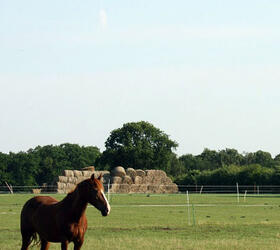 FS Economy Horse Paddock Grass Seed