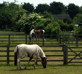 FS Paddock Repair Horse Paddock Grass Seed