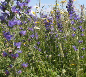 FS10P 100%: Coastal Areas Wildflower Seed Mixture