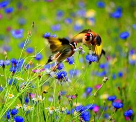 FS14: Wild Bird Wildflower Mixture