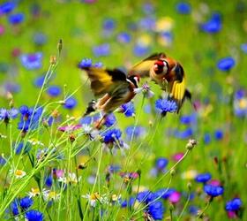 FS14P 100%: Wild Bird Wildflower Seed Mixture