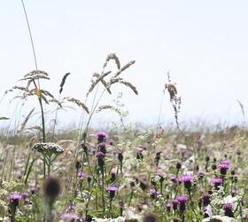 FS2P 100%: Chalk and Limestone Soils Wildflower Seed Mixture