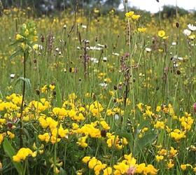 FS3M 80/20%: Dry, Sandy and Loam Soils Wildflower Seed Mixture