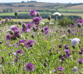 FS5M 80/20%: Heavy Clay Soils Wildflower Mixture