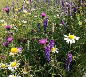 FS7P 100%: Hedgerow and Light Shade Wildflower Seed Mixture