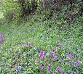 FS Forest and Woodland Grass Seed