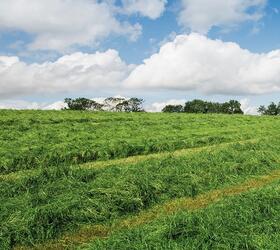 Bio Cutting Grass Seed Mixture