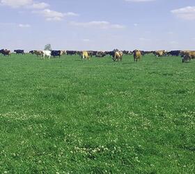 Bio Pasture Grass Seed Mixture