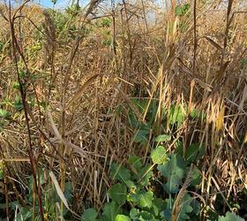 Broadshot Game Cover Seed Mixture