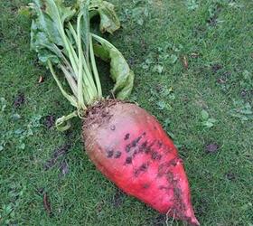 BRUNIUM Fodder Beet Seed