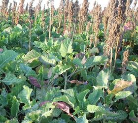 FS10/FCB 1 Year Wild Bird Seed Mix - Finch and Corn Bunting (AB9)
