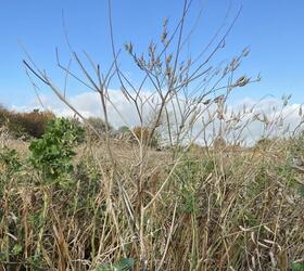 AHL2 / AB9 2 Year Wild Bird Mix: Grey Partridge (FS10/GP)