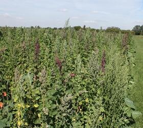 FS10/TS 1 Year Wild Bird Seed Mix - Tree Sparrow (AB9)