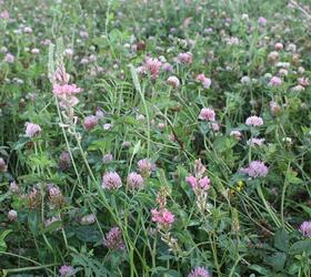 CSAM3 | SAM3 | GS4 - Overseeding Herbal Ley (FS2/O)