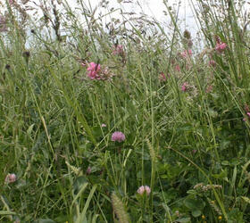 CSAM3 | SAM3 | GS4 - Herbal Ley (FS2)