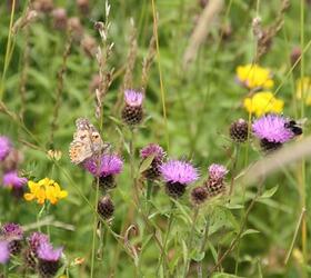 CIPM2 | IPM2 | AB8 - Wildflower Meadow Seed (FS3)
