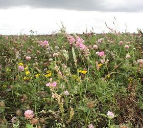 CAHL1 | AHL1 | AB1 - 3 Year Nectar Flower Mix: Standard (FS4)
