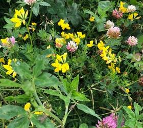 FS5 Premium Nectar Flower Seed Mix (AB1)