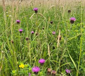 FS6/20 Two Year Sown Legume Fallow Seed Mix - 2020 (AB15)