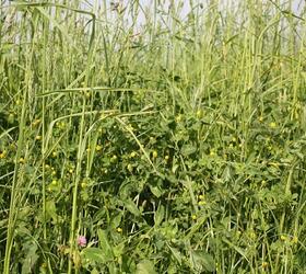 CNUM3 | NUM3 | AB15 - 1-3 Year Sown Legume Fallow with Ryegrass (FS6/G)