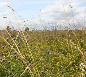 NUM3 / AB15 2-3 Year Sown Legume Fallow (FS6)