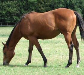 FS Choice Horse Paddock Grass Seed