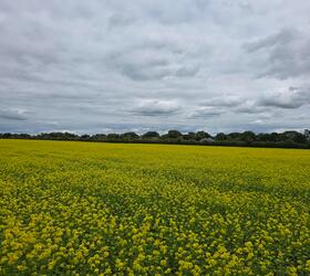Organic White Mustard Seed (Sinapsis alba)