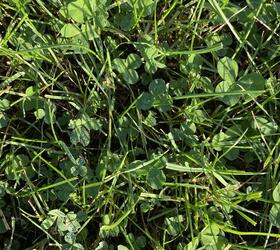 Cutting Clover Seed Blend