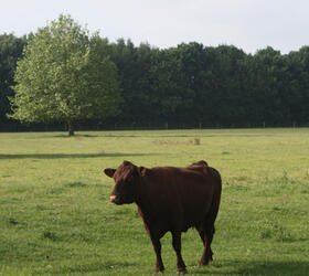 FS Cut and Graze - 3-5 Year Ley Mix (with Clover)  Grass Seed Mixture