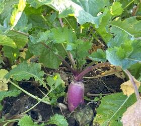 DELILAH Stubble Turnip Seed