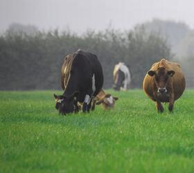 Aber High Sugar Grass Seed - Dual Purpose (with White Clover)