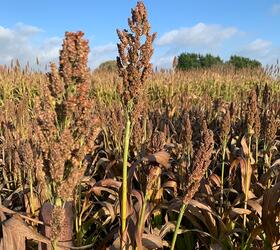 Dwarf Sorghum Seed