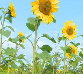 Dwarf Sunflower Seed