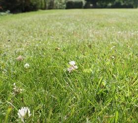FS Eco-Clover Grass Seed