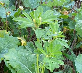 Fenugreek Seed (Trigonella foenum-graecum)