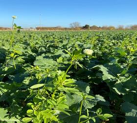EnviroSeeds Fix and Block Companion Crop Mixture