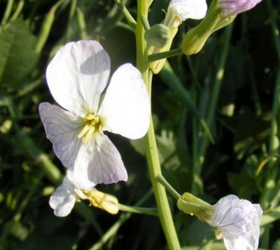 Organic Fodder Radish Seed (Raphanus sativus)
