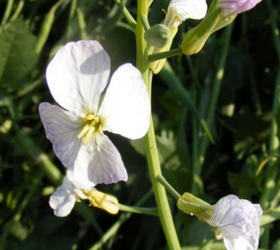 Organic Oil Radish Seed (Raphanus sativus)