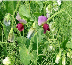 Forage Pea Seed