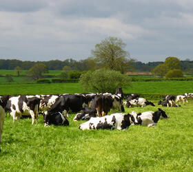 FS Meat and Milk - 5 year + Ley Mix (with Clover) Grass Seed Mixture