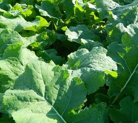 HOBSON Forage Rape Seed