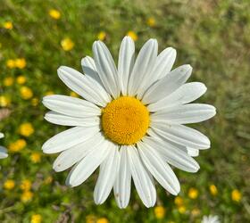 Ox-eye Daisy Seed (Leucanthemum vulgare)