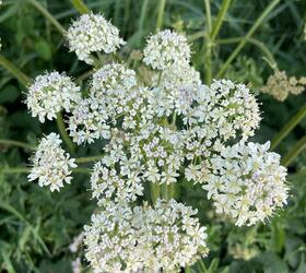 Wild Carrot Seed (Daucus carota)