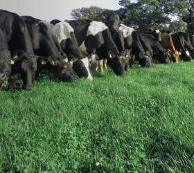 Aber High Sugar Grass Seed - Intensive Dairy Dual Purpose (with White Clover)