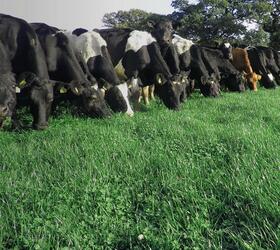 Aber High Sugar Grass Seed - Intensive Dairy Dual Purpose (with White Clover)