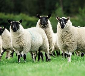 Aber High Sugar Grass Seed - Intensive Grazing Ley (with White Clover)