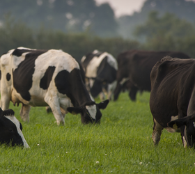 Aber High Sugar Grass Seed - Intensive Dairy Dual Purpose (without Clover)