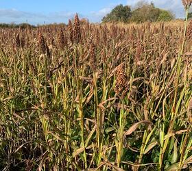 Intermediate Sorghum Seed