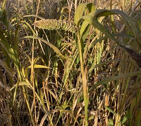 Japanese Reed Millet Seed